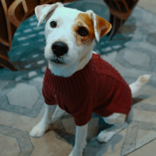 Dixie Dog Sweater | Red Pear